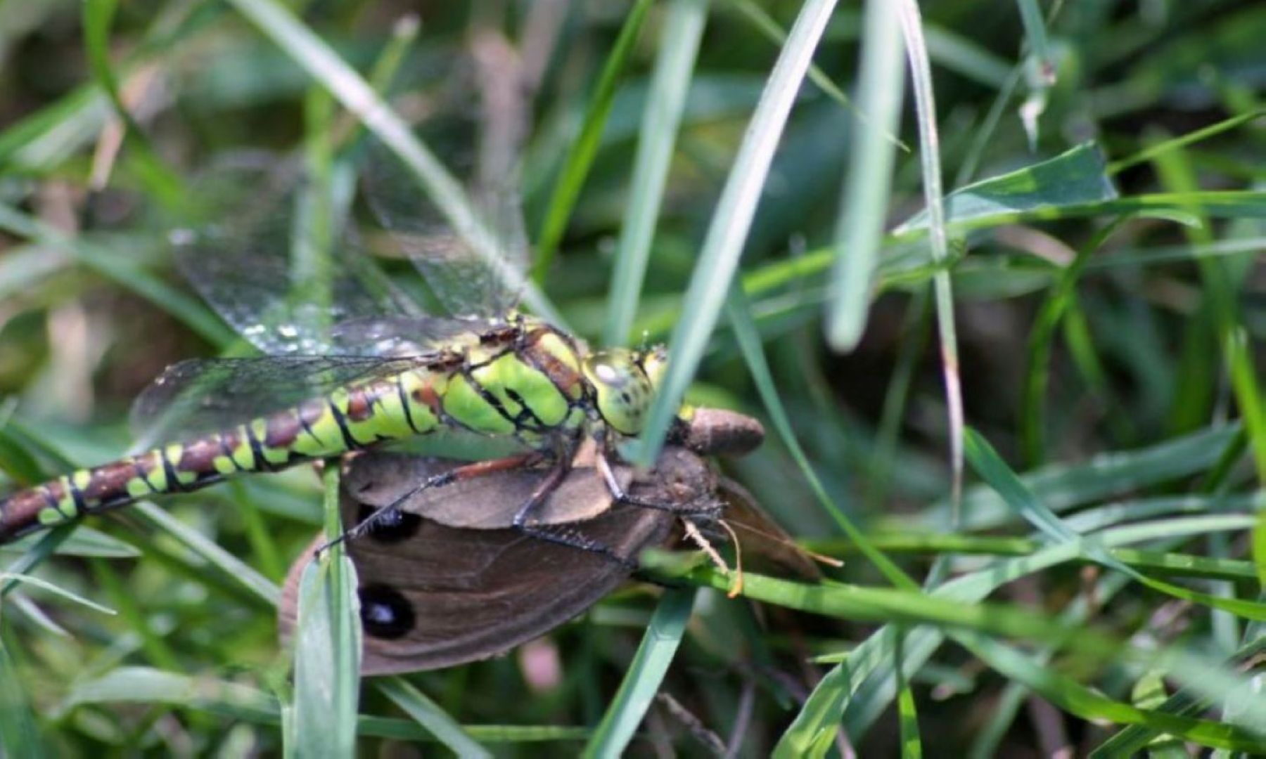 lepidotteri e predatori